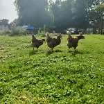 Cote De Nacre, 4 A 6p, La Ferme De *