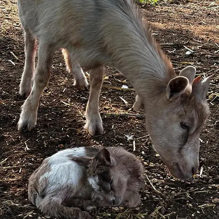Côte De Nacre, 4 à 6p, La Ferme De Valambray