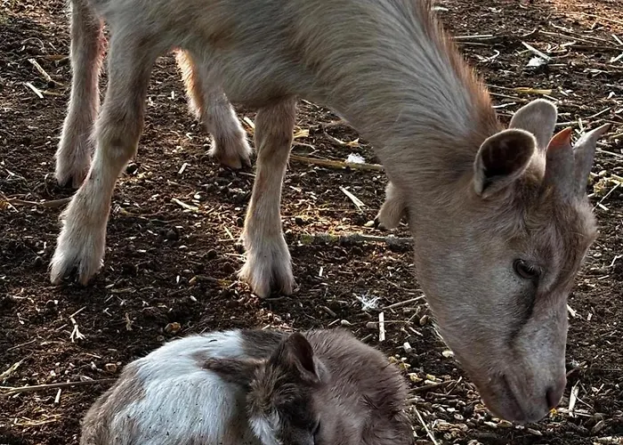 Cote De Nacre, 4 A 6p, La Ferme De Valambray